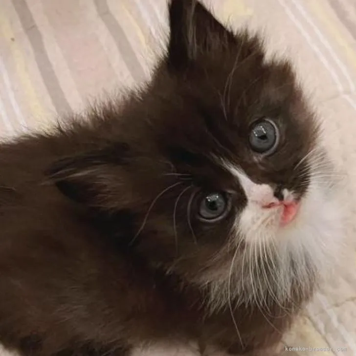 ID：2207-02773の子猫