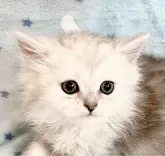 ミヌエット(長足)【福島県・男の子・2024年5月3日・シルバータビー&ホワイト】の写真2