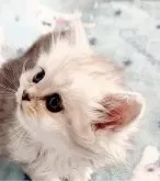 ミヌエット(長足)【福島県・男の子・2024年5月3日・シルバータビー&ホワイト】の写真5