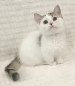 ミヌエット(短足)【福島県・男の子・2025年9月8日・ブラウンタビー&ホワイト】の写真2