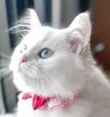 マンチカン(長足)【福島県・女の子・2025年7月24日・クリームポイントバイカラー】の写真3