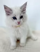 ラグドール【福島県・女の子・2025年8月8日・ブルーリンクスポイントバイカラー】の写真5