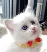 ラグドール【福島県・女の子・2025年8月8日・ブルーリンクスポイントバイカラー】の写真10