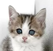 ミヌエット(長足)【福島県・男の子・2025年9月6日・ブラウンタビー&ホワイト】の写真3