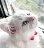 マンチカン(長足)【福島県・女の子・2025年7月24日・クリームポイントバイカラー】の写真2