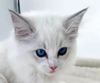 ラグドール【福島県・女の子・2025年8月8日・ブルーリンクスポイントバイカラー】の写真4