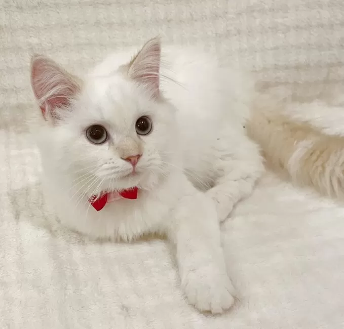 マンチカン(長足)【福島県・女の子・2025年7月24日・クリームポイント