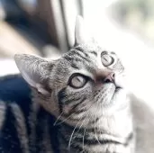 アメリカンショートヘア【福島県・男の子・2025年6月28日・ブラウンタビー】の写真4