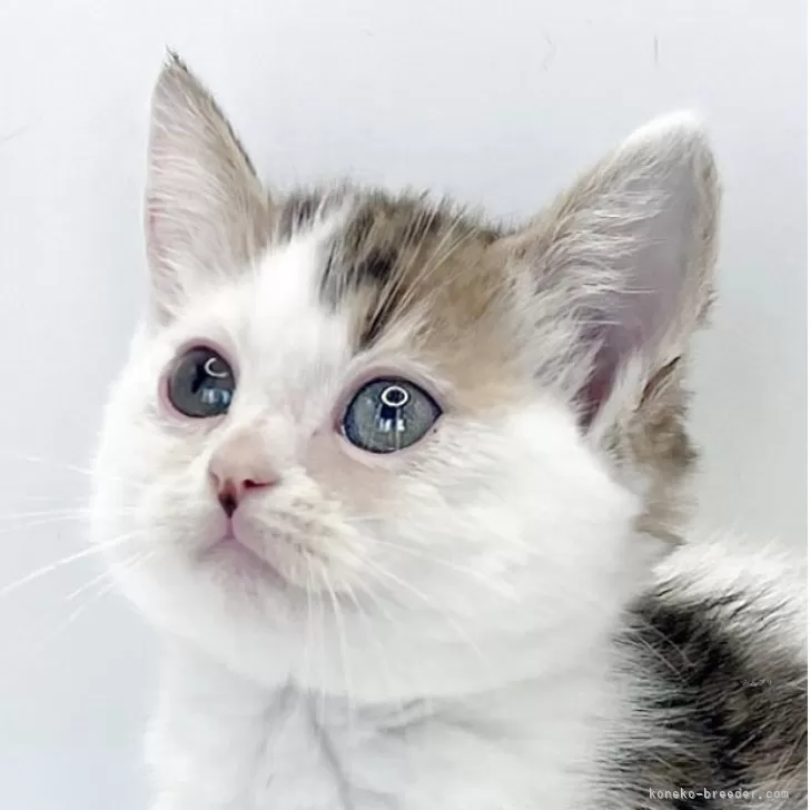 ミヌエット(短足)【福島県・男の子・2025年9月8日・ブラウンタビー&amp;ホワイト】の写真1