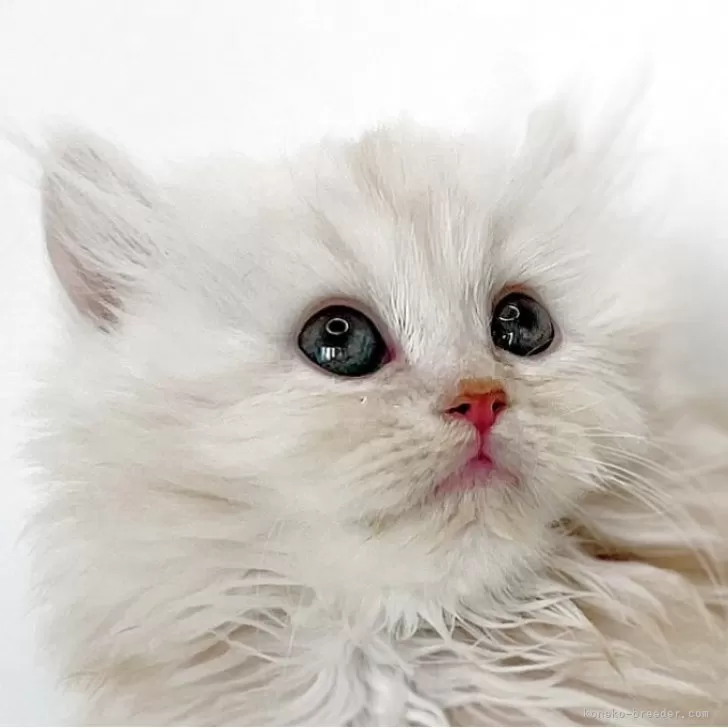 ID：2510-01440の子猫