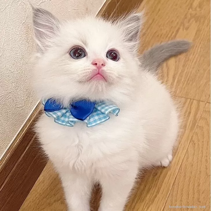 ID：2503-02695の子猫