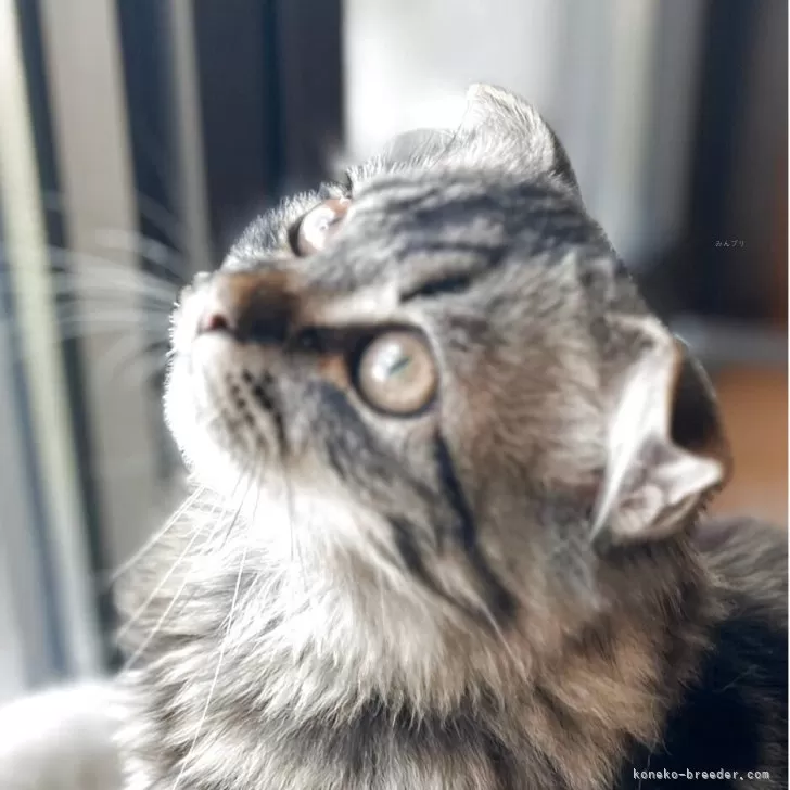 そうま 様のお迎えした子猫