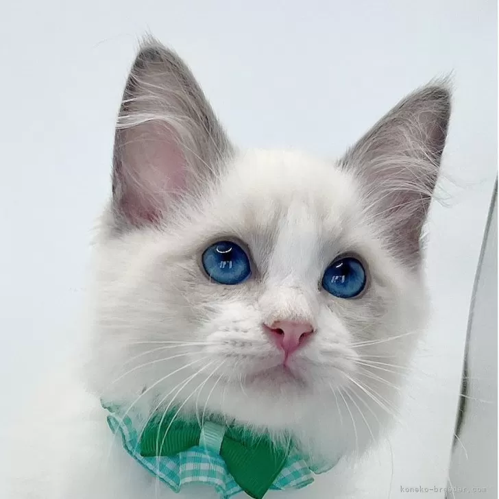 ID：2509-00480の子猫