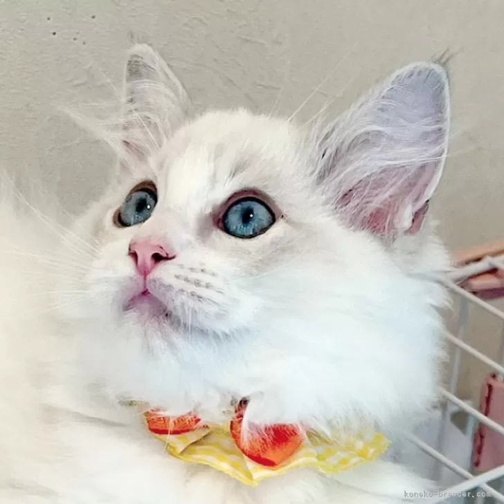 ラグドール【福島県・女の子・2025年8月8日・ブルーリンクスポイントバイカラー】の写真1