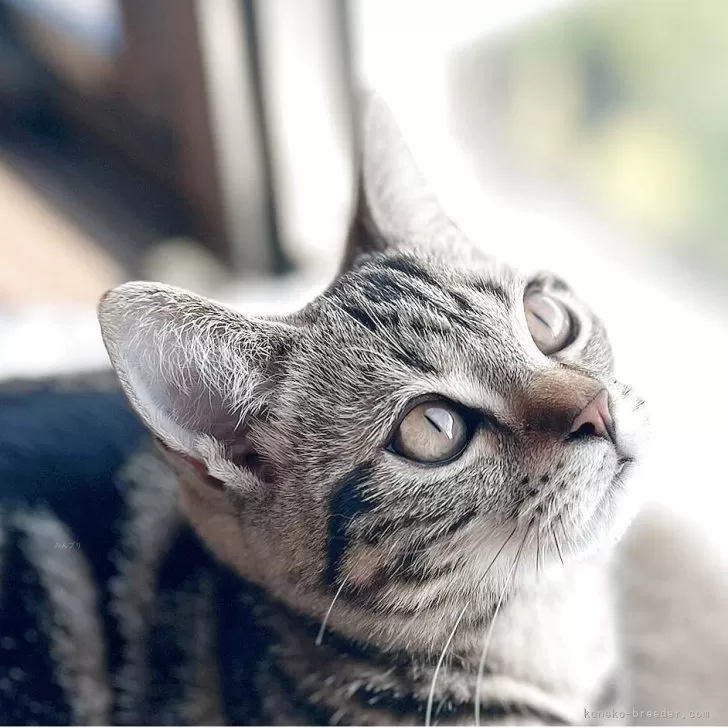 アメリカンショートヘア【福島県・男の子・2025年6月28日・ブラウンタビー】の写真1