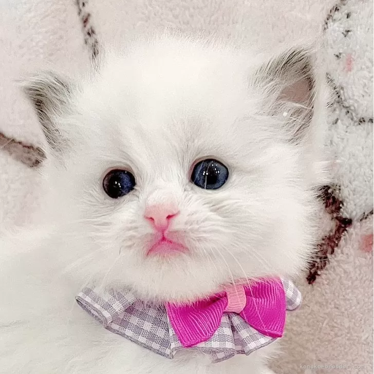 ID:2502-02212の子猫