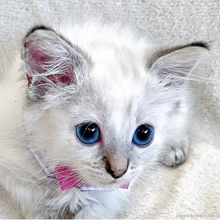 ID:2507-00767の子猫