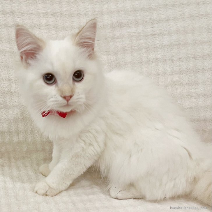 マンチカン(長足)【福島県・女の子・2025年7月24日・クリームポイント