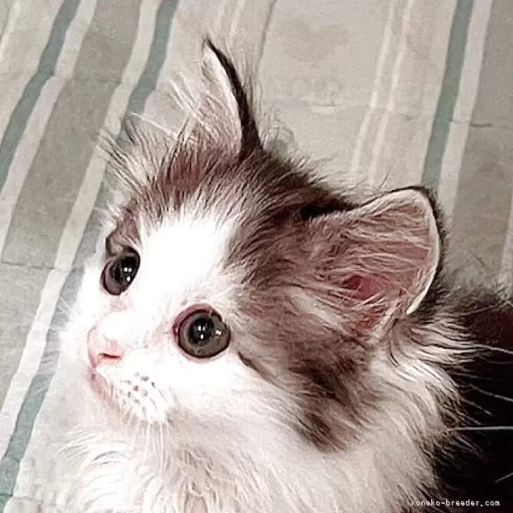 ID:2505-02574の子猫