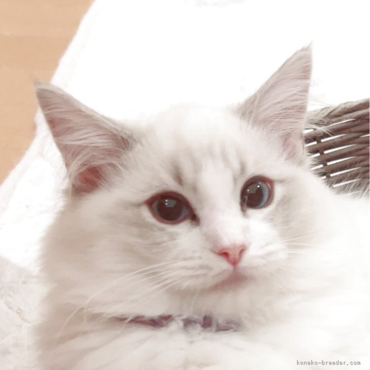 ブリーダー画像