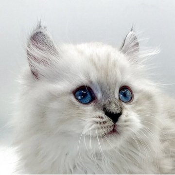 ミヌエット(長足)【福島県・男の子・2025年9月11日・リンクス（セミロング）】の写真「カールのお耳がチャームポイントの男の子💫⭐︎」