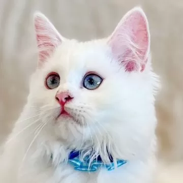 マンチカン(短足)【福島県・女の子・2025年6月18日・ブラック