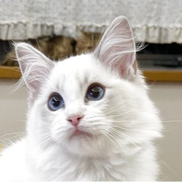 ラグドール【福島県・女の子・2025年8月8日・ブルーリンクスポイントバイカラー】の写真「パパ外産🐱サファイア色の瞳が美しい女の子💫⭐︎」