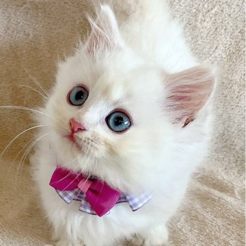 マンチカン(短足)【福島県・男の子・2025年6月26日・クリームリンクスポイントバイカラー（ロング）】の写真「澄んだブルーの瞳の男の子💫⭐︎」