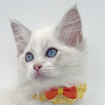 ラグドール【福島県・女の子・2025年8月8日・ブルーリンクスポイントバイカラー】の写真「パパ外産🐱サファイア色の瞳が美しい女の子💫⭐︎」
