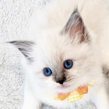 ラグドール【福島県・女の子・2025年1月29日・ブルーポイントバイカラー】の写真「パパ外産🐱ྀི鼻黒ちゃんが可愛い女の子🎀」