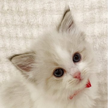 ラグドール【福島県・女の子・2025年10月14日・シールリンクスポイントバイカラー】の写真「深いブルーの瞳が美しい女の子💫⭐︎」