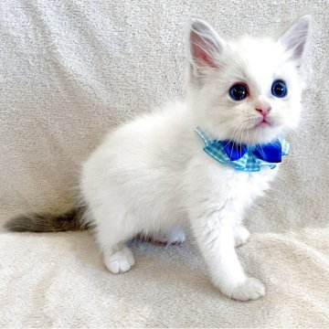 ラグドール【福島県・男の子・2025年5月26日・ブルーリンクスポイントバイカラー】の写真「パパ猫外産🐱サファイア色の瞳が魅力的な子猫♬.*」