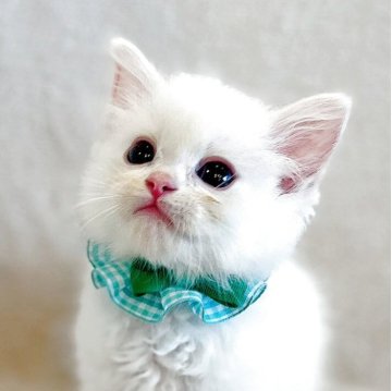 ラグドール【福島県・男の子・2025年5月26日・クリームリンクスポイントバイカラー】の写真「パパ猫外産🐱レアカラー優しい毛色の男の子♬.*ﾟ」