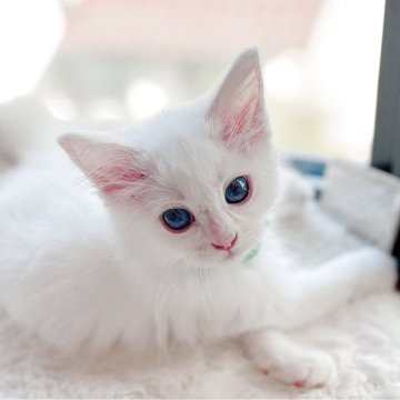 ラグドール【福島県・男の子・2025年5月26日・クリームリンクスポイントバイカラー】の写真「パパ猫外産🐱レアカラー優しい毛色の男の子💫⭐︎」