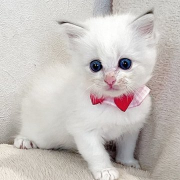 ラグドール【福島県・女の子・2025年8月8日・ブルーリンクスポイントバイカラー】の写真「パパ猫外産🐱サファイア色の瞳が美しい女の子✨」