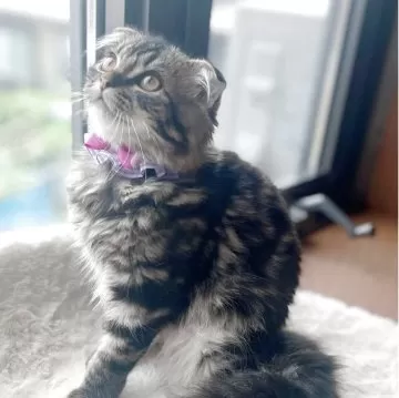 791マンチカン☆ 250円 ⭕ご購入11月末まで マンチカン 11/20生まれ メス シールポイント（C42541）販売情報