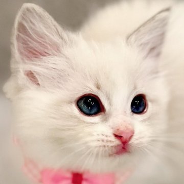 ラグドール【福島県・女の子・2025年1月29日・ブルーリンクスポイントバイカラー】の写真「パパ外産🐱ྀི深いブルーの瞳がキレイな女の子💎」