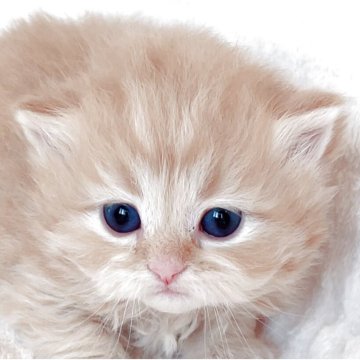 マンチカン(長足)【福島県・男の子・2025年11月18日・レッドマッカレルタビー（ショート）】の写真「つぶらな瞳が可愛い男の子☆。.:＊・゜」