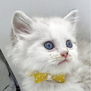 マンチカン【福島県・男の子・2025年10月11日・シールリンクスポイントバイカラー（セミロング）】の写真「ブルーの瞳が魅力的な男の子☆。.:＊・゜」