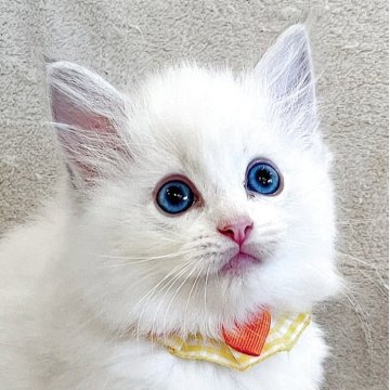 ラグドール【福島県・女の子・2025年8月8日・ブルーリンクスポイントバイカラー】の写真「パパ外産🐱サファイア色の瞳が美しい女の子💫⭐︎」