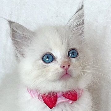 ラグドール【福島県・女の子・2025年8月8日・ブルーリンクスポイントバイカラー】の写真「パパ猫外産🐱サファイア色の瞳が美しい女の子✩.*」