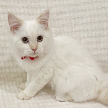 マンチカン(長足)【福島県・女の子・2025年7月24日・クリームポイントバイカラー（セミロング）】の写真「透き通るような青い瞳の女の子✩.*˚」