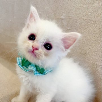 ラグドール【福島県・男の子・2025年5月26日・クリームリンクスポイントバイカラー】の写真「パパ猫外産🐱レアカラー優しい毛色の男の子✩.*˚」