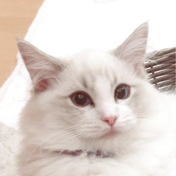 ラグドール【福島県・女の子・2025年8月8日・ブルーリンクスポイントバイカラー】の写真「パパ外産🐱サファイア色の瞳が美しい女の子💫⭐︎」