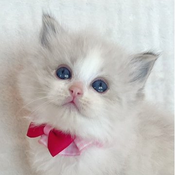 ラグドール【福島県・女の子・2025年10月14日・シールポイントバイカラー】の写真「深いブルーの瞳が美しい女の子💫⭐︎」