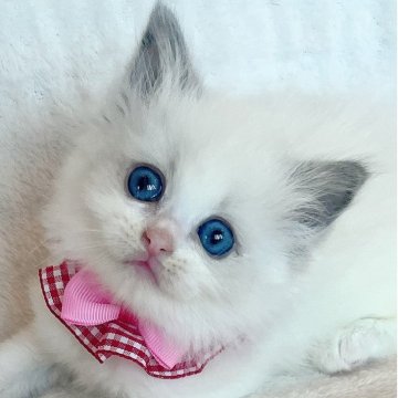 ラグドール【福島県・女の子・2025年10月14日・ブルーポイントバイカラー】の写真「深いブルーの瞳が美しい女の子💫⭐︎」