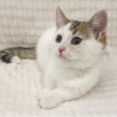 ミヌエット(短足)