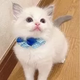 ラグドール【福島県・男の子・2025年2月20日・ブルーポイントバイカラー】の写真1