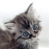 マンチカン(長足)