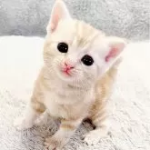 アメリカンショートヘア【福島県・男の子・2025年3月30日・レッドタビー】の写真1